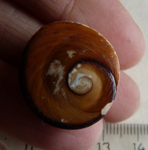 Shiva mušle - 2,3 cm (sh4) — foto 3