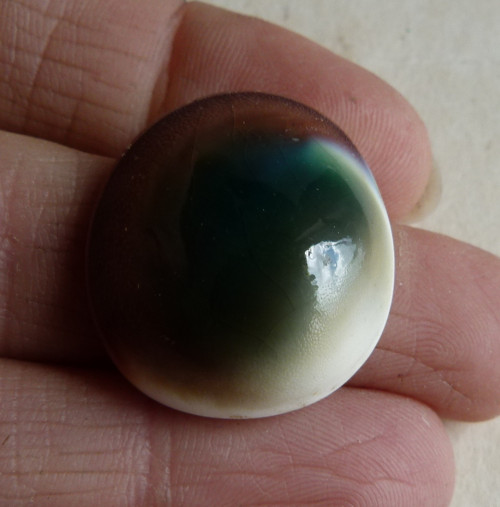 Shiva mušle - 2,6 cm (sh5) — foto 2