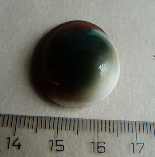 Shiva mušle - 2,6 cm (sh5) — foto 5