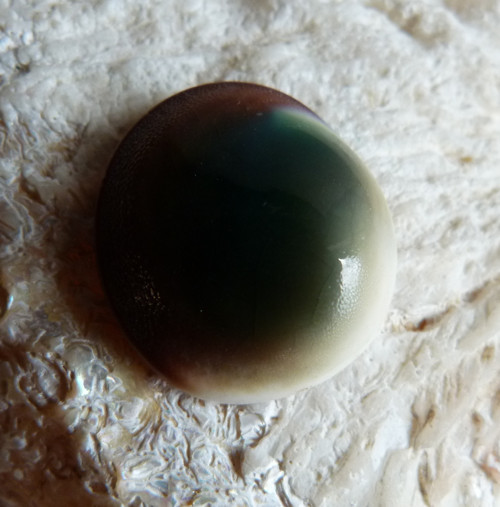 Shiva mušle - 2,6 cm (sh5) — foto 6