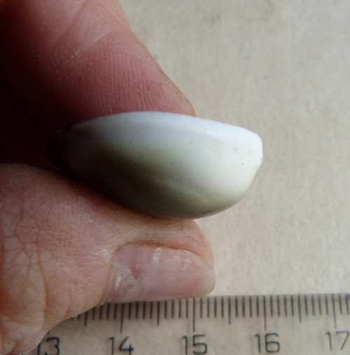 Shiva mušle - 2,6 cm (sh5) — foto 4