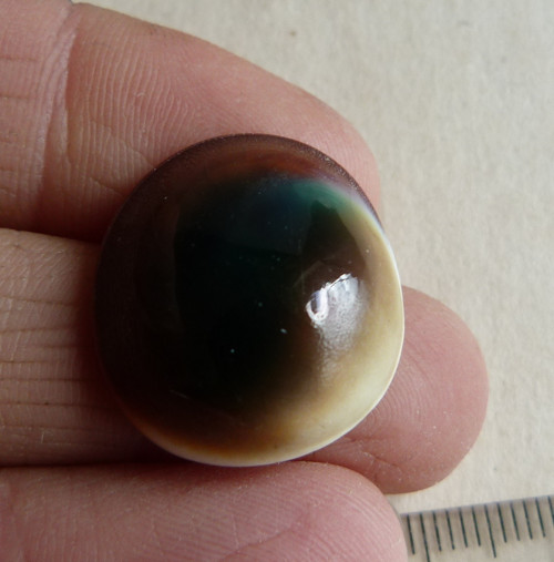 Shiva mušle - 2,2 cm (sh7) — foto 2