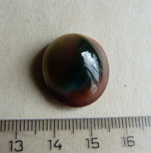 Shiva mušle - 2,2 cm (sh7) — foto 4