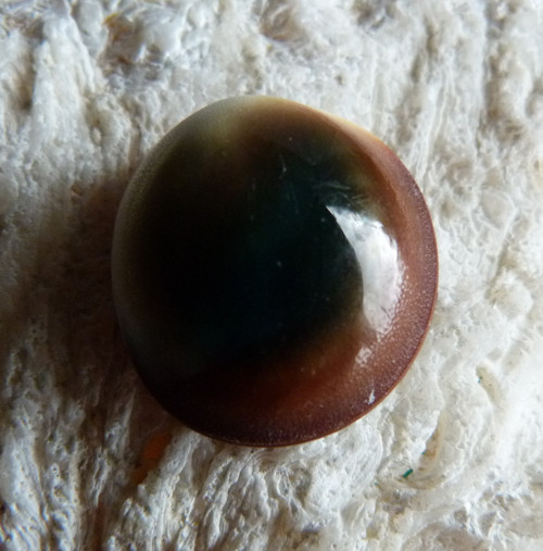 Shiva mušle - 2,2 cm (sh7) — foto 5