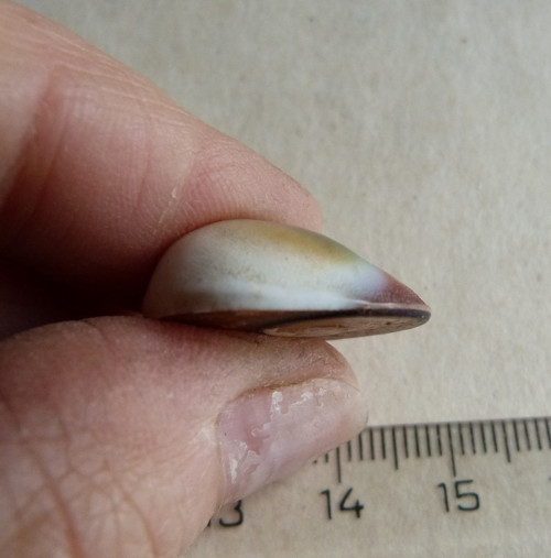 Shiva mušle - 2,2 cm (sh7) — foto 6
