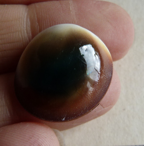Shiva mušle - 2,1 cm (sh8) — foto 3
