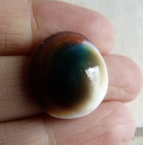 Shiva mušle - 2,1 cm (sh8) — foto 2