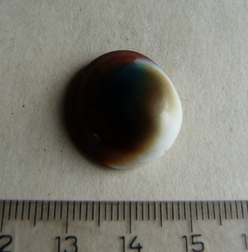 Shiva mušle - 2,1 cm (sh8) — foto 5