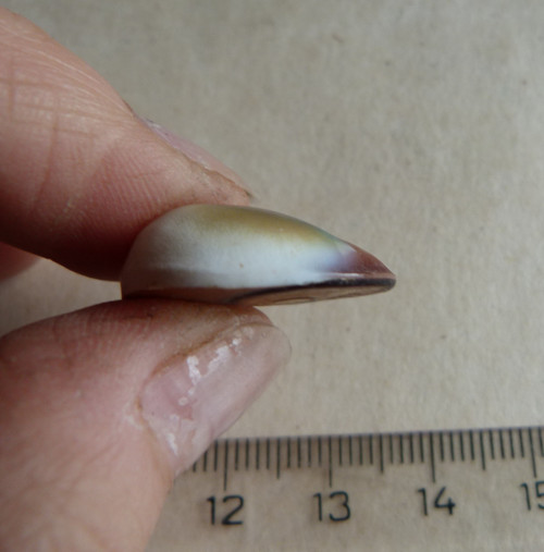 Shiva mušle - 2,1 cm (sh8) — foto 4