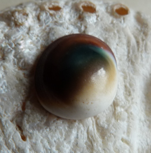Shiva mušle - 2 cm (sh9) — foto 5
