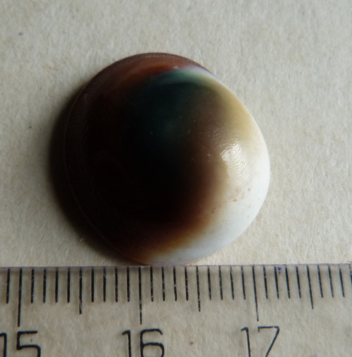 Shiva mušle - 2 cm (sh9) — foto 4
