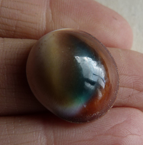 Shiva mušle - 2 cm (sh9) — foto 2