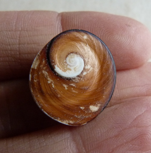 Shiva mušle - 2 cm (sh9) — foto 3