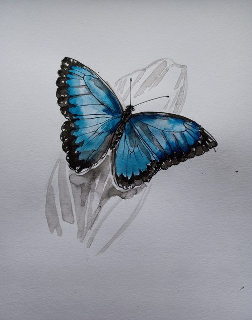 Morfa Adonis — foto 2
