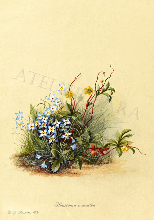 Z herbáře - luční květiny — foto 2