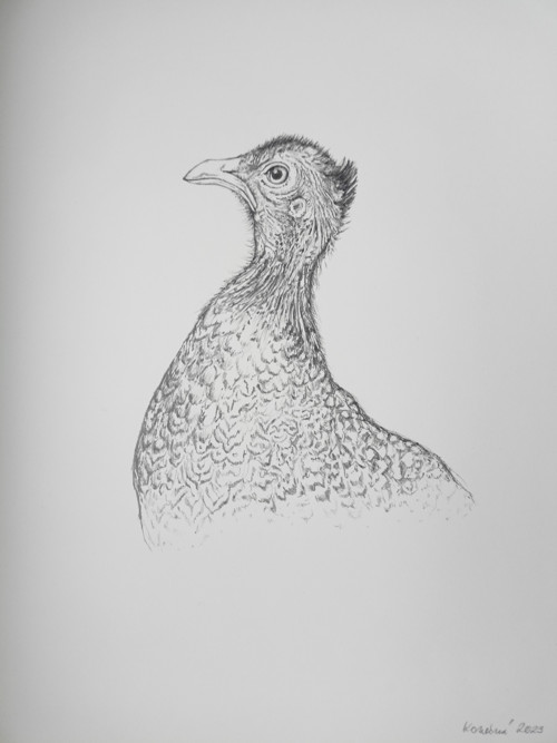 Argasianus argus — foto 2