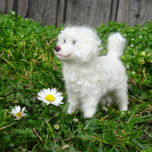 Daisy - trochu bišonek — foto 2