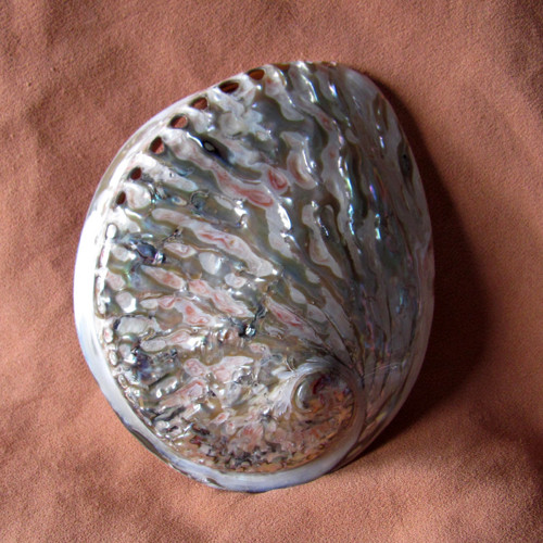 Mušle Haliotidae - Haliotis midae - č.3 — foto 2