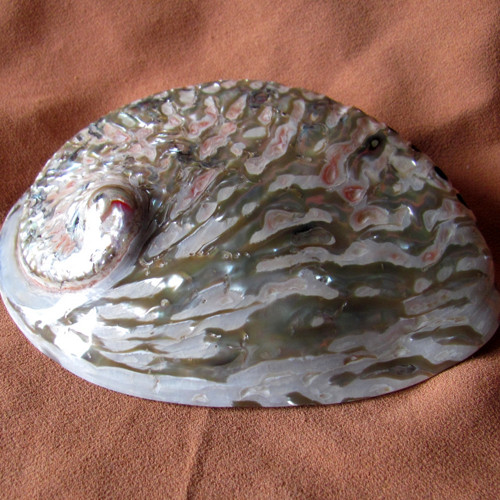 Mušle Haliotidae - Haliotis midae - č.3 — foto 5