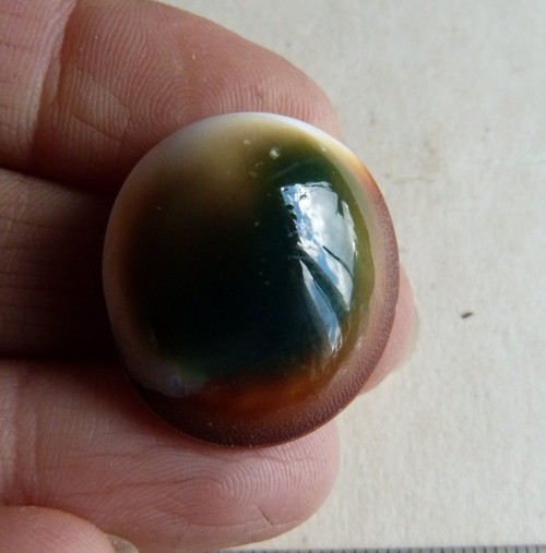Shiva mušle - 2,5 cm (sh3) — foto 2