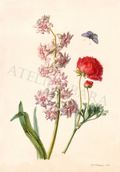 Z herbáře — foto 2