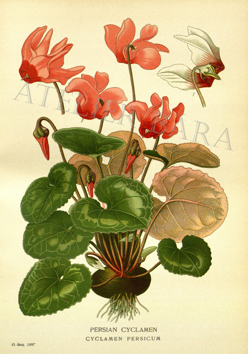 Z herbáře - brambořík — foto 2