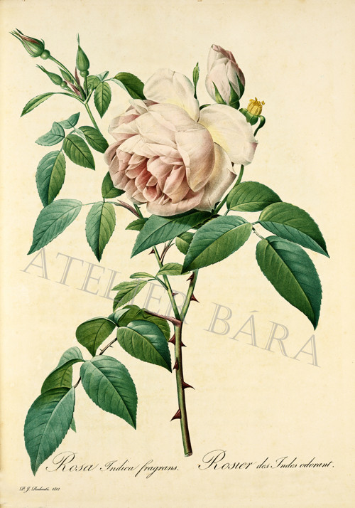 Z herbáře - růže — foto 2