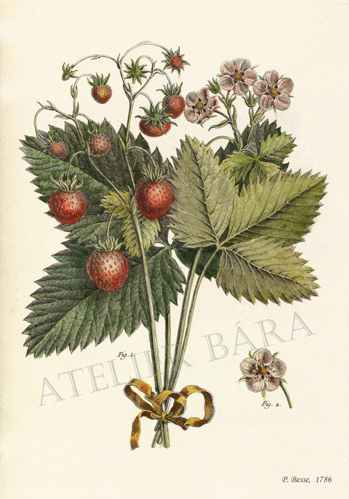 Z herbáře - jahodník — foto 2