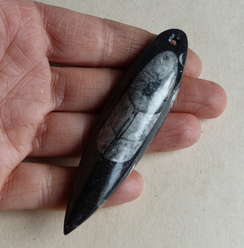 Orthoceras - 8,9 cm — foto 2