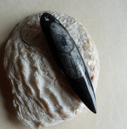 Orthoceras - 8,9 cm — foto 6