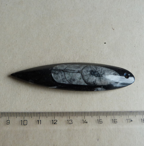 Orthoceras - 8,9 cm — foto 4