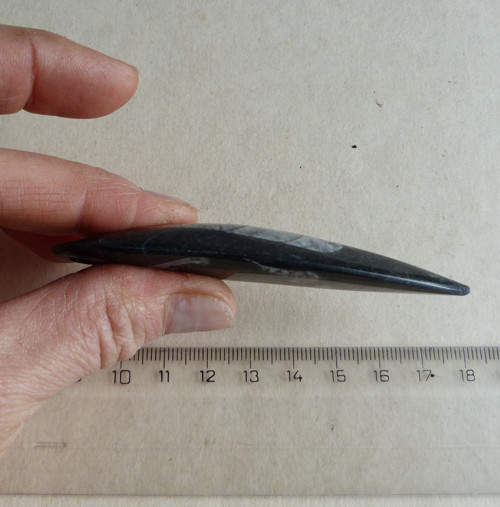 Orthoceras - 8,9 cm — foto 5