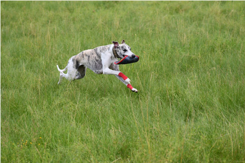 Frisbee pro pejsky — foto 4