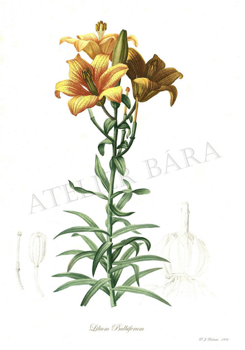 Z herbáře - lilie — foto 2