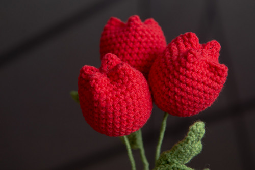 Červený tulipán — foto 2
