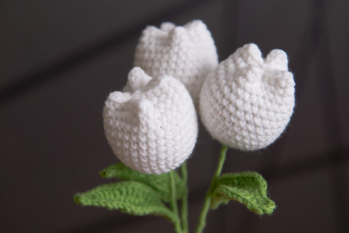 Bílý tulipán — foto 2
