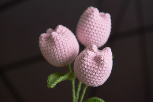 Růžový tulipán — foto 2