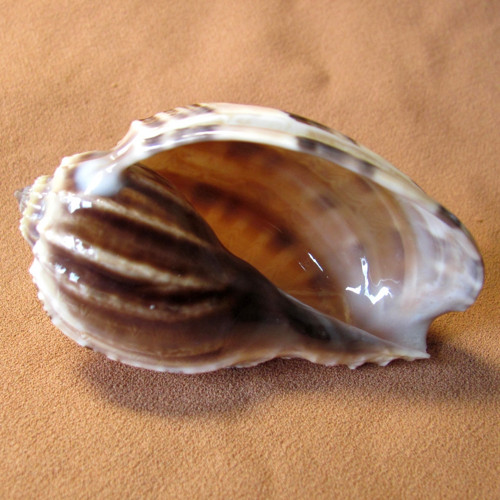 Mušle Harpa articularis - větší — foto 5