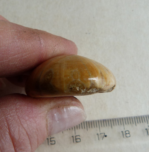 Fosilní ježovka - 3 cm — foto 6