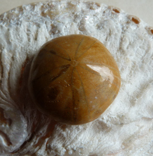 Fosilní ježovka - 3 cm — foto 5