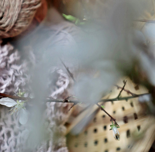Zaplétání/pléd — foto 3