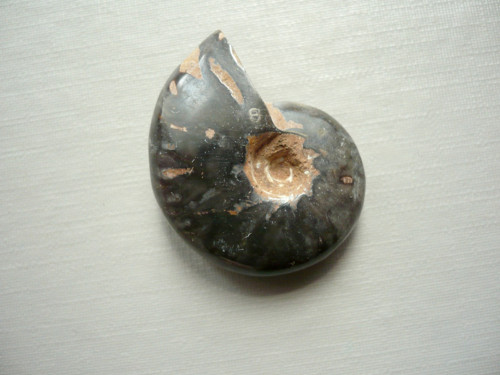 Amonit černý celý 29 mm, č.9f — foto 2