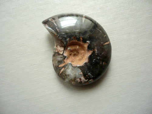 Amonit černý celý 31 mm, č.19f — foto 2
