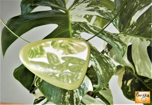 Monstera — foto 2