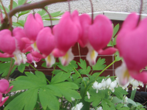Náušnice sedmikrásky — foto 5