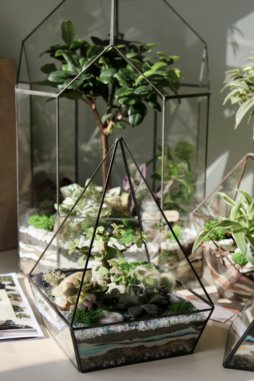 DIY sada + terárium "Pyramid" — foto 4