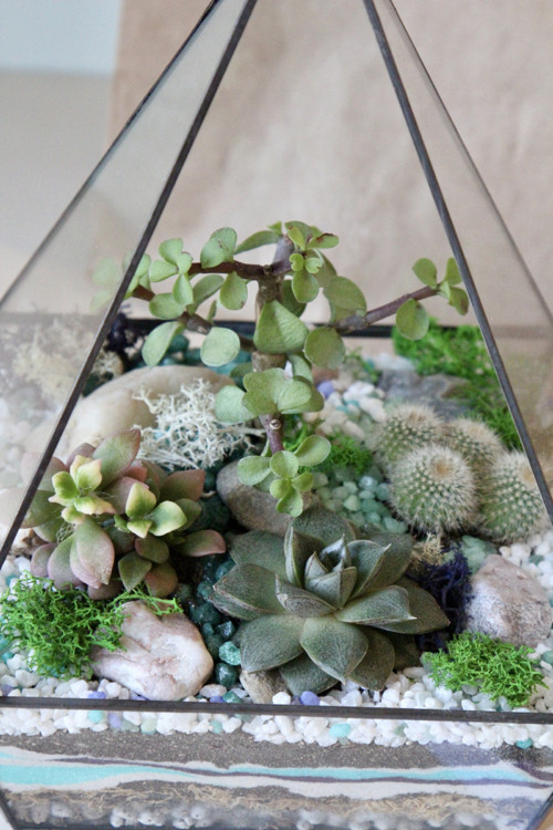 DIY sada + terárium "Pyramid" — foto 3