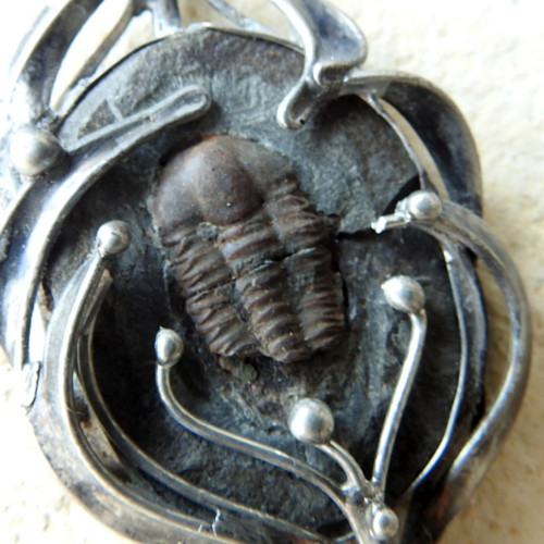 Trilobit — foto 2