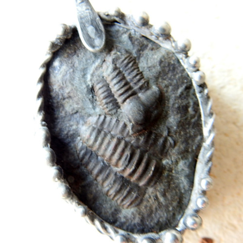 Trilobit II. — foto 3