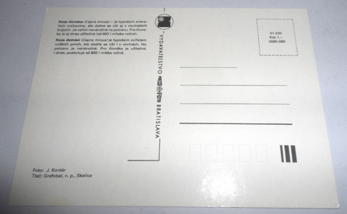 Čistá POHLEDNICE • Koza domácí — foto 2